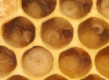 Entwicklung der Biene und ihre Metamorphose