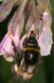 Spezielle Beziehungen zwischen Biene und Blüte