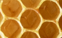 das Ei der Honigbiene