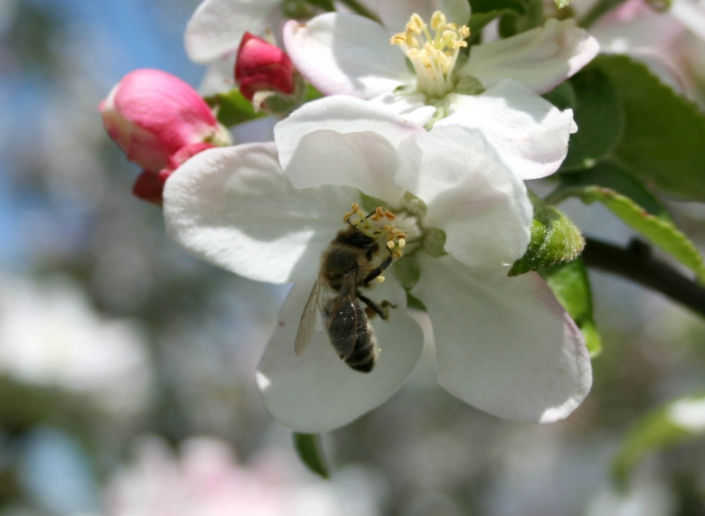 Geburtstag heute horoskop geburtstag bilder kostenlos