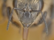 Duftwahrnehmung und Duftgedächtnis der Honigbiene