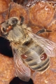 Bienenproben