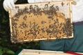 Aufbau eines Bienennestes