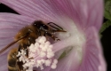 Blüte und Bestäubung durch die Honigbiene