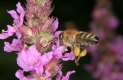 Pollen sammeln und transportieren - Höseln