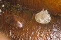 Körperbau der weiblichen Varroamilbe