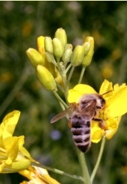 Raps - Bl�tenstand mit Honigbiene