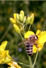 Raps - Bltenstand mit Honigbiene