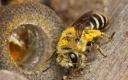 Biene und Bienen