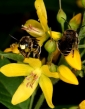 Honigbienen und Wildbienen