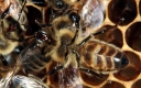 Was ist Bienenwachs?