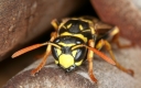 Wespen (Vespoidea)