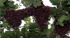 Das Bienenvolk - der Bien