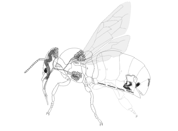 Drüsen der Honigbiene