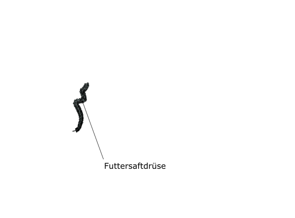 Drüsen der Honigbiene