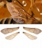 Flügel der Honigbiene
