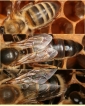 Hinterleib (Abdomen) der Honigbiene