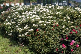 rhododendron wespen Rhododendron 'Wee Bee'
