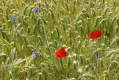 der Sommer