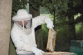 Der Ablauf der Entnahme der Honigwaben