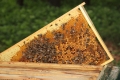 Warum braucht die Biene Pollen?