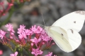 Schmetterlingsblumen