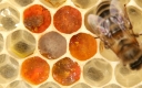 Welche Inhaltsstoffe enthält Pollen?