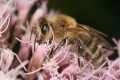Pollen im Honig (Einstäubung)