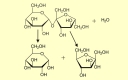 Enzyme zusetzen und Zucker spalten