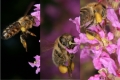 Pollensammeln - Höseln