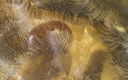 Anpassung der Varroamilbe an den Wirt, die Honigbiene