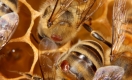 Varroose - Milbe und Honigbiene