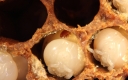Anpassung der Varroamilbe an den Wirt, die Honigbiene