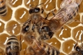 westliche Honigbiene Apis mellifera