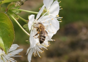 Kirschblte mit Honigbiene