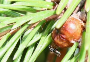 Stauden für bienen