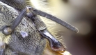 Antennen (Fühler) der Honigbiene