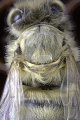Brust (Thorax) der Honigbiene