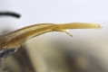 Rüssel der Honigbiene