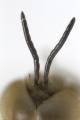 Antennen (Fühler) der Honigbiene