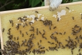 Konservieren der Tracht - Honigreifung