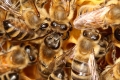 Biologie der Honigbiene