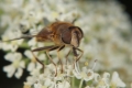 Die Fälscher - Mimikry unter den Insekten