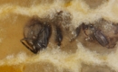 Putzbienen