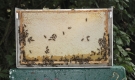 Die Honigernte - Entnahme der Honigwaben