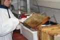 Hygiene bei der Honigernte