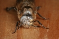 Entwicklung der Biene und ihre Metamorphose