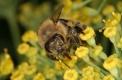Nektar, Honigtau und Pollen - die Tracht