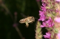 Nektar, Honigtau und Pollen - die Tracht
