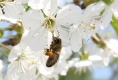 Apfel, Kirsche und Pflaume